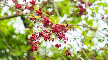 Fruits of <em>Ilex rotunda</em> hanging on the tree.